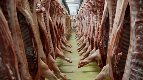 En un an, les abattages de porcs charcutiers ont diminué de 2,5 % en têtes. En un an, les abattages de porcs charcutiers ont diminué de 2,5 % en têtes.