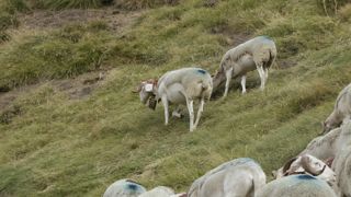 Le petit boîtier installé sur le collier à cloche géolocalise l'animal qui le porte plusieurs fois par jour, pour indiquer aux bergers où se situent leurs troupeaux en estive. Le petit boîtier installé sur le collier à cloche géolocalise l'animal qui le porte plusieurs fois par jour, pour indiquer aux bergers où se situent leurs troupeaux en estive.