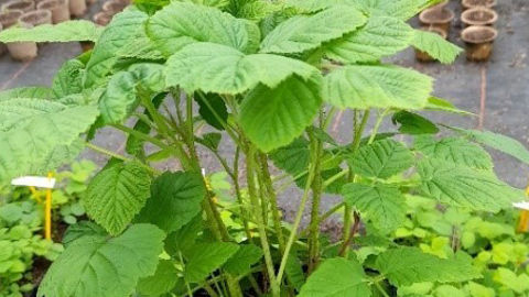Framboisier cultivé en agriculture biologique, rempotage tardif et hivernage sous abri. Framboisier cultivé en agriculture biologique, rempotage tardif et hivernage sous abri.