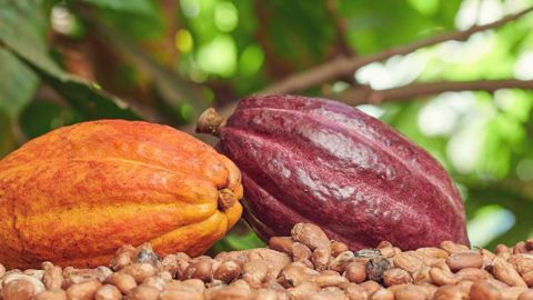 La biodiversité des cacaos est un trésor inestimable. © Pixie Me-Fotolia.com 