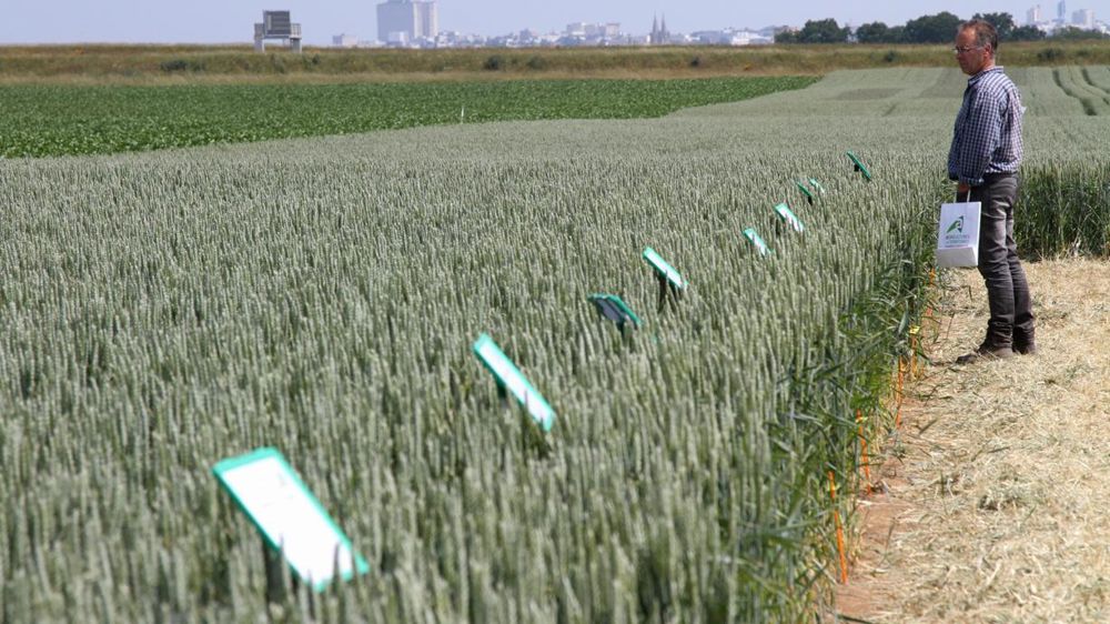Les modes opératoires actuels des sélectionneurs en micro-parcelles avec protection phytosanitaire systématique devraient évoluer pour trouver les variétés capables de tirer profit de leur écosystème.  © A. Dufumier