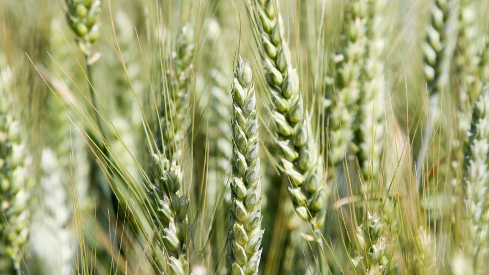 Les variétés de blé sont multiples et ne sont pas toutes inscrites au Catalogue officiel. © C. MICHEL
