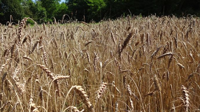 Blés de pays, variétés anciennes, population, paysan : infographie