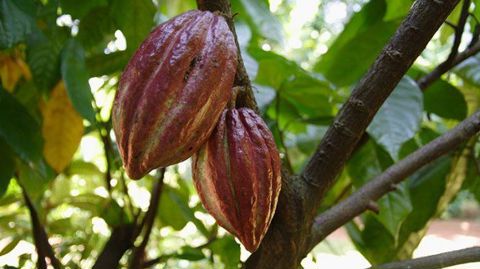 Pour un cacao durable : https://www.syndicatduchocolat.fr/le-syndicat-du-chocolat-presente-ses-voeux-pour-2021/ Pour un cacao durable : https://www.syndicatduchocolat.fr/le-syndicat-du-chocolat-presente-ses-voeux-pour-2021/