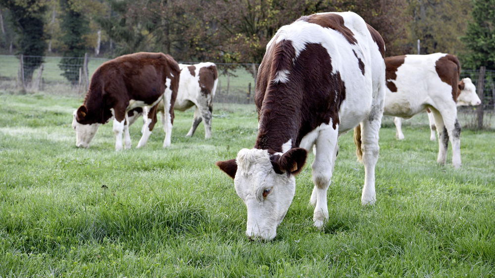 La Fnab a établi une cartographie des dispositifs de soutien à l'installation en agriculture biologique. La Fnab a établi une cartographie des dispositifs de soutien à l'installation en agriculture biologique.