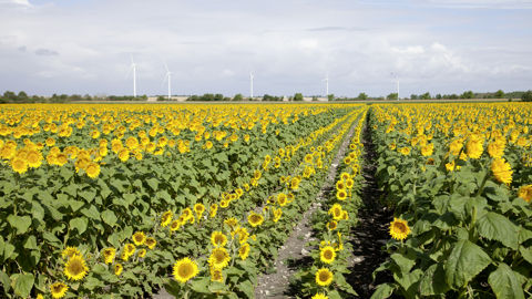 L'interprofession des semences et plants, Semae, cherche à assurer la juste rémunération pour les multiplicateurs, sous peine de les voir arrêter la production. L'interprofession des semences et plants, Semae, cherche à assurer la juste rémunération pour les multiplicateurs, sous peine de les voir arrêter la production.