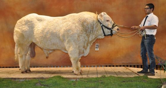 Dudule charolais sommet de l'élevage 2012
