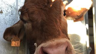 Symptômes. L’animal perd toute sensibilité d’un côté et on voit une oreille et une paupière tombantes. Il est fiévreux et bave.J.Pichery Symptômes. L’animal perd toute sensibilité d’un côté et on voit une oreille et une paupière tombantes. Il est fiévreux et bave.J.Pichery