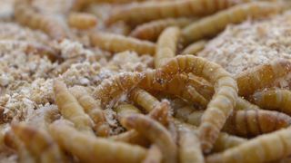 L'entreprise Ÿnsect voit les États-Unis comme le futur plus grand marché pour les protéines d'insectes. L'entreprise Ÿnsect voit les États-Unis comme le futur plus grand marché pour les protéines d'insectes.