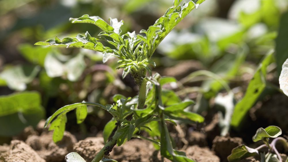 L'ambroisie à feuille d'armoise produit des toxines qui peuvent favoriser ou inhiber la germination.