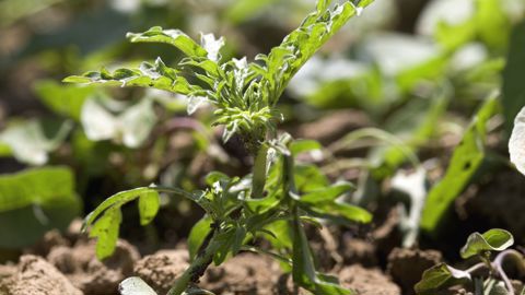 L'ambroisie à feuille d'armoise produit des toxines qui peuvent favoriser ou inhiber la germination. L'ambroisie à feuille d'armoise produit des toxines qui peuvent favoriser ou inhiber la germination.