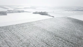 Le phénomène d"'endurcissement" est le processus biologique par lequel les céréales d'hiver acquièrent une tolérance aux basses températures pour résister aux conditions de gel qui se produisent pendant la période de dormance hivernale. Le phénomène d"'endurcissement" est le processus biologique par lequel les céréales d'hiver acquièrent une tolérance aux basses températures pour résister aux conditions de gel qui se produisent pendant la période de dormance hivernale.