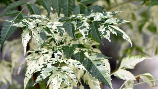 Melia azedarach ‘Jade Snowflake’. Melia azedarach ‘Jade Snowflake’.