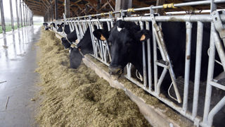 La ration des ruminants ne doit pas excéder 4 à 4,5 % de matières grasses. La ration des ruminants ne doit pas excéder 4 à 4,5 % de matières grasses.