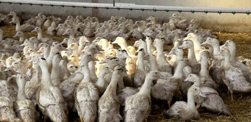 D'après le ministère de l'Agriculture, les résultats des essais sur la vaccination des palmipèdes contre l'influenza aviaire seront finalisés en mars 2023.