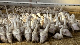 D'après le ministère de l'Agriculture, les résultats des essais sur la vaccination des palmipèdes contre l'influenza aviaire seront finalisés en mars 2023. D'après le ministère de l'Agriculture, les résultats des essais sur la vaccination des palmipèdes contre l'influenza aviaire seront finalisés en mars 2023.