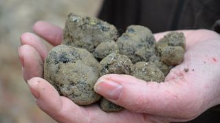 En 2021, plus de 40 tonnes de truffes noires ont été produites en France. (Photo d'illustration) En 2021, plus de 40 tonnes de truffes noires ont été produites en France. (Photo d'illustration)