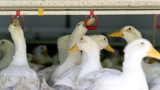 Un premier cas d'influenza aviaire a été confirmé dans un élevage de canards du Gers. Un premier cas d'influenza aviaire a été confirmé dans un élevage de canards du Gers.