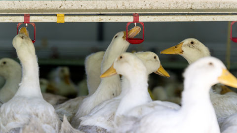 Un premier cas d'influenza aviaire a été confirmé dans un élevage de canards du Gers. Un premier cas d'influenza aviaire a été confirmé dans un élevage de canards du Gers.