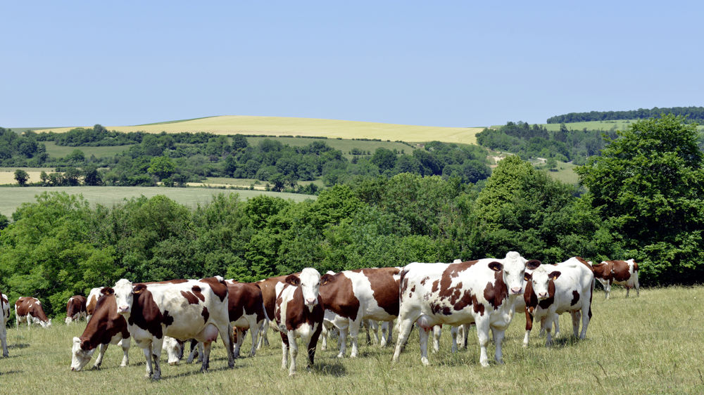 Les fortes températures et la sécheresse ont eu un lourd impact sur la filière laitière française en 2022, en particulier la collecte.
