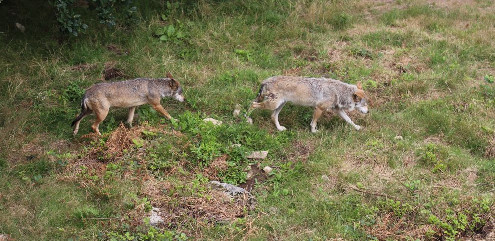 Des indices de loups ont été détectés dans le Puy-de-Dôme. La préfecture a ouvert le dispositif d'aide à la mise en place des chiens de protection.