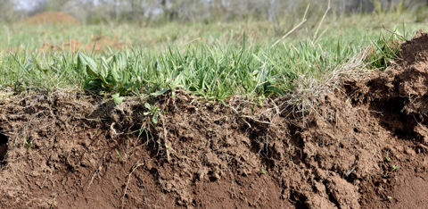 Le non-retournement des prairies fait partie des critères proposés pour qu'un projet bas carbone soit considéré comme étant favorable aux écosystèmes naturels. Les projets respectant cette condition devraient être bonifiés pour le secteur aérien. Le non-retournement des prairies fait partie des critères proposés pour qu'un projet bas carbone soit considéré comme étant favorable aux écosystèmes naturels. Les projets respectant cette condition devraient être bonifiés pour le secteur aérien.