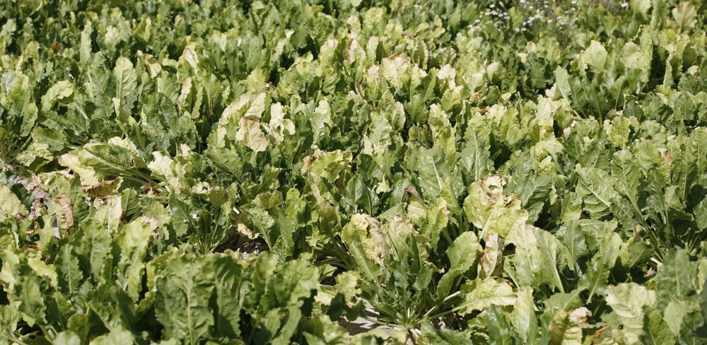 L'expérimentation a été reproduite trois fois et évaluée avec un test Elisa.