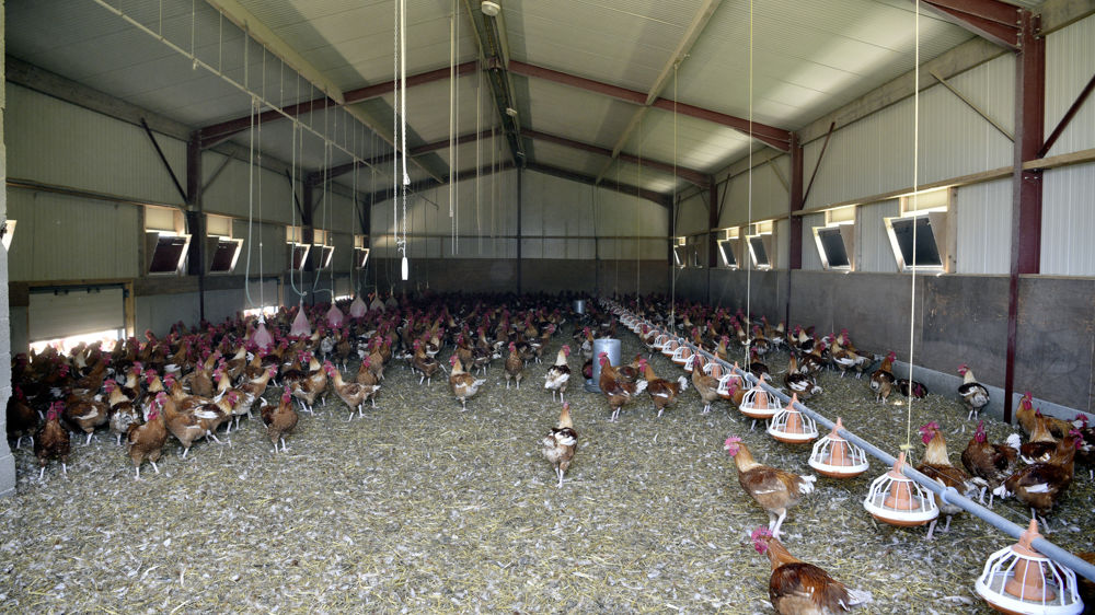 Les départements les plus touchés par l'influenza aviaire sont la Vendée, le Maine-et-Loire et les Deux-Sèvres.