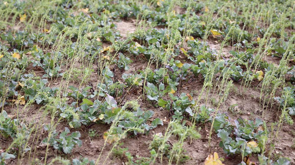 L’association de cultures augmente l'efficacité globale de la production, en réduisant les besoins en surfaces de terres cultivées de 19 % pour produire la même quantité de grains.