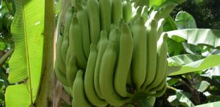 Le chlordécone était utilisé dans les bananeraies aux Antilles pour lutter contre le charançon. Le chlordécone était utilisé dans les bananeraies aux Antilles pour lutter contre le charançon.