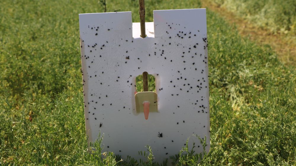 Le dispositif Lentodor comprend un piquet, une plaque engluée et une fiole de kairomones.