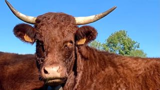 Depuis 2018, des salers sont exportés chaque année vers la Bosnie-Herzégovine. Depuis 2018, des salers sont exportés chaque année vers la Bosnie-Herzégovine.