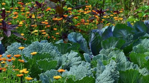 Une équipe de chercheurs a mis en évidence les mécanismes d’infection d’un champignon responsable de maladies sur une large gamme de végétaux. Une piste pour limiter le recours aux fongicides dans le futur.
