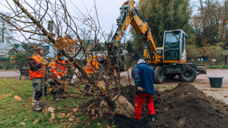 Jeune plantation réalisée dans le cadre d'une campagne de plan canopée.