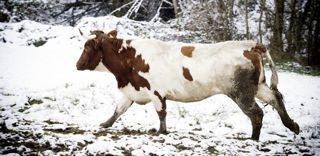 Un troupeau de vaches qui s'étaient abritées depuis des mois dans les bois du Québec ont été récupérées par leur propriétaire (photo d'illustration). Un troupeau de vaches qui s'étaient abritées depuis des mois dans les bois du Québec ont été récupérées par leur propriétaire (photo d'illustration).