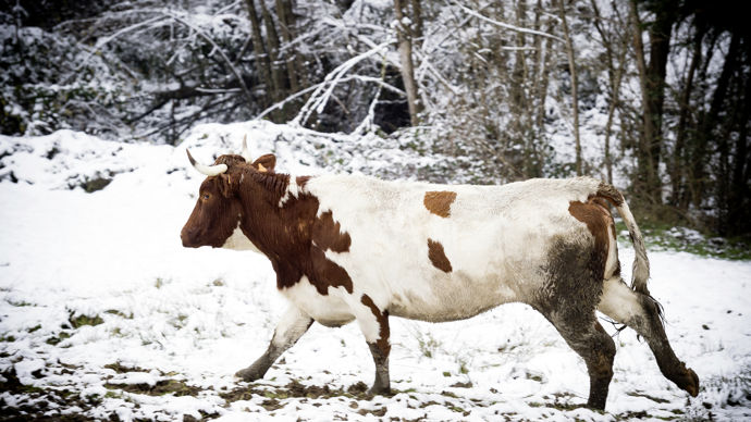 Vache Quebec Québec : Les vaches fugueuses reviennent au bercail
