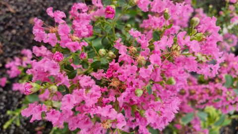 Lagerstroemia Indica MIMIE® ROSE 'DABLAGE02'. Lagerstroemia Indica MIMIE® ROSE 'DABLAGE02'.