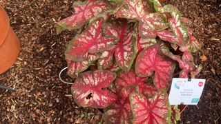 Caladium Heart to Heart® Bottle Rocket™ . Caladium Heart to Heart® Bottle Rocket™ .