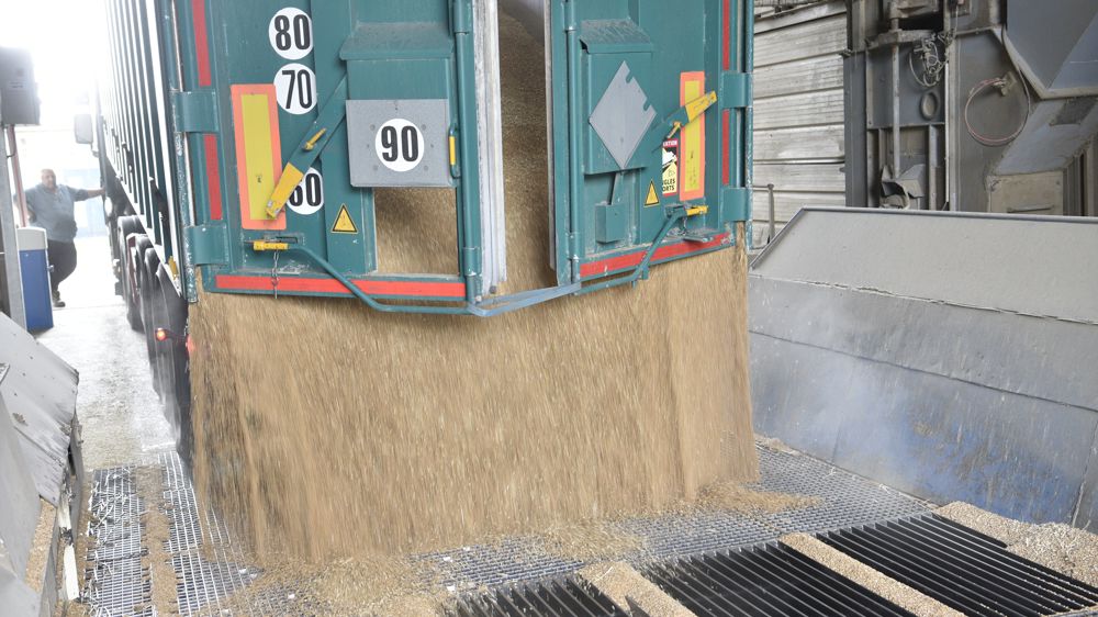 Une étude publiée par la revue Nature Food se penche sur l'évolution et le coût de la pression exercée par la fusariose de l'épi en blé, en Europe entre 2010 et 2019.