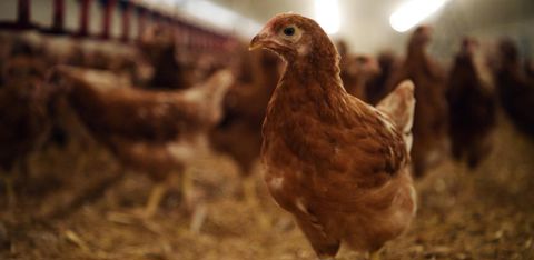 Le premier cas de grippe A-H5 (grippe aviaire) a été confirmé chez une fillette de neuf ans dans la province de Bolivar. Le premier cas de grippe A-H5 (grippe aviaire) a été confirmé chez une fillette de neuf ans dans la province de Bolivar.