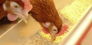 La fin des élevages de poules en batterie en Nouvelle-Zélande se traduit par une pénurie d'oeufs dans le pays (photo d'illustration). La fin des élevages de poules en batterie en Nouvelle-Zélande se traduit par une pénurie d'oeufs dans le pays (photo d'illustration).