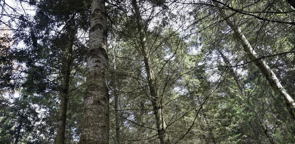 Quatre sénateurs ont déposé une proposition de loi sur les feux de forêt dont l'un des axes est la mobilisation des agriculteurs dans la prévention des risques.