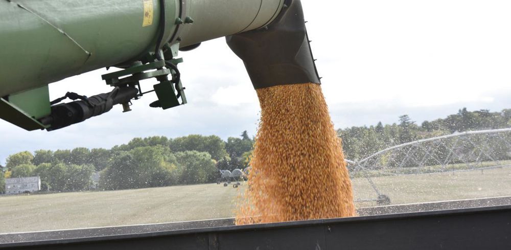 Les prix en euro des blés français se sont contractés pour limiter la hausse en dollar.