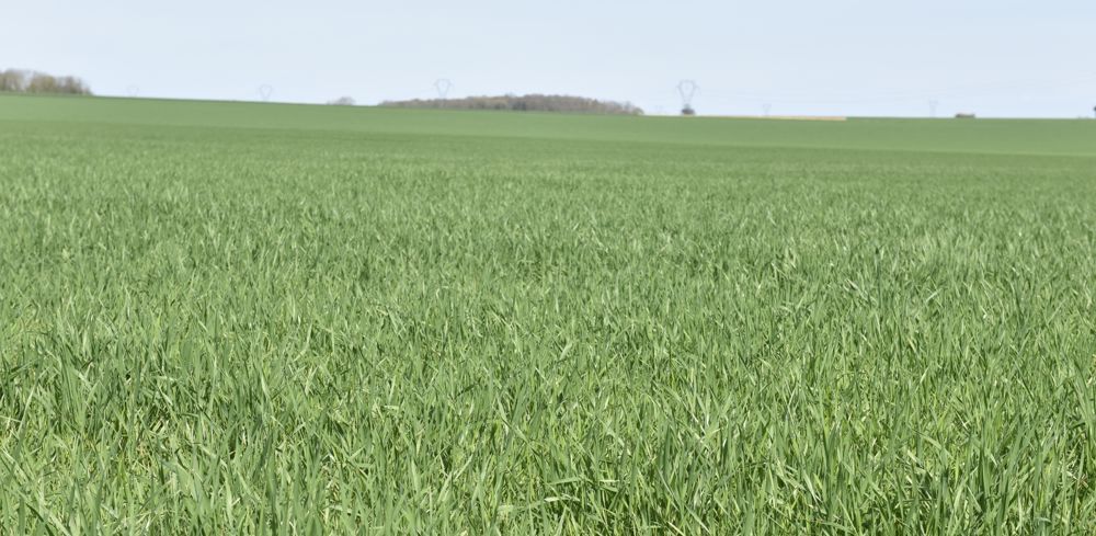 "Chaque variété répond différemment, et sera perturbé de façon différente par une application de biocontrôle, de biostimulant, ou les deux", explique Elsa Ballini.