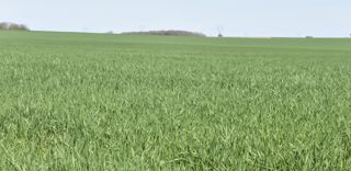 "Chaque variété répond différemment, et sera perturbé de façon différente par une application de biocontrôle, de biostimulant, ou les deux", explique Elsa Ballini. "Chaque variété répond différemment, et sera perturbé de façon différente par une application de biocontrôle, de biostimulant, ou les deux", explique Elsa Ballini.
