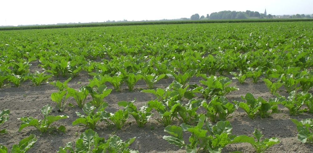 Les trois associations la Ligue pour la Protection des Oiseaux (LPO), Agir pour l’Environnement et Générations Futures s'opposent  à l’utilisation des néonicotinoïdes.