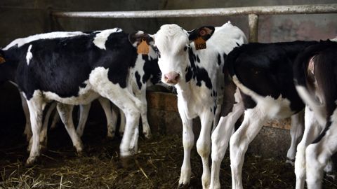 L'UGPVB et les OP de l'Ouest demandent à ce que l'État français adopte une « position ferme » concernant la révision de la directive sur les émissions industrielles (IED). L'UGPVB et les OP de l'Ouest demandent à ce que l'État français adopte une « position ferme » concernant la révision de la directive sur les émissions industrielles (IED).