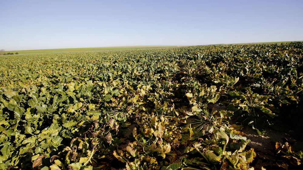 La Cour de Justice européenne indique qu'il n'y a pas de dérogations possibles pour les néonicotinoïdes sur semences de betteraves afin de lutter contre la jaunisse.
