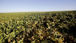 La Cour de Justice européenne indique qu'il n'y a pas de dérogations possibles pour les néonicotinoïdes sur semences de betteraves afin de lutter contre la jaunisse. La Cour de Justice européenne indique qu'il n'y a pas de dérogations possibles pour les néonicotinoïdes sur semences de betteraves afin de lutter contre la jaunisse.