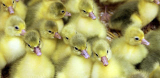 La plateforme d'épidémiosurveillance en santé animale observe une baisse de l'incidenced de grippe aviaire dans la Région des Pays de la Loire. La plateforme d'épidémiosurveillance en santé animale observe une baisse de l'incidenced de grippe aviaire dans la Région des Pays de la Loire.